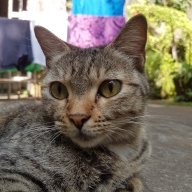 shabendari