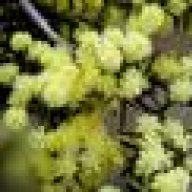 AcAciA