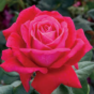 newrose