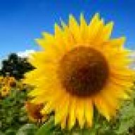 sunflowers