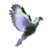 wp19
