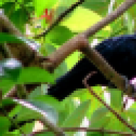 මන්ද කොහා