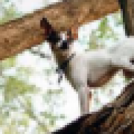 treedog