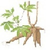 මයියොක්කා