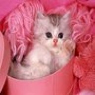 cat princess