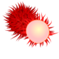 Rambutan