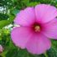 සකුන්