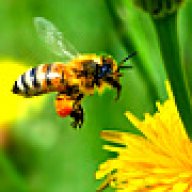 මී මැස්සා