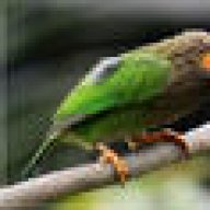 කොට්ටෝරුවා