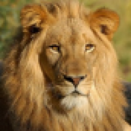 The_Lion