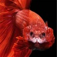 FighterFish