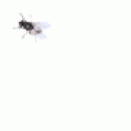 TheFly
