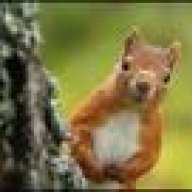 Squirrel