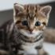 Little Kitty