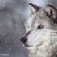 Wolf1