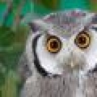 crazy-owl