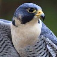 AVES