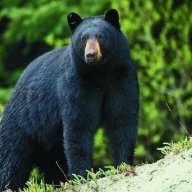 Black_Bear