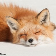sleeping_fox
