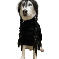 Dmaxxy