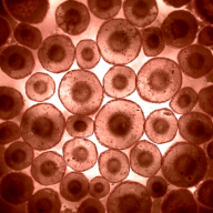 Microscopist