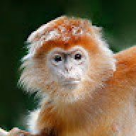 Javan.Lan