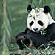 panda123