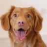 dog123
