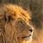 leohearted