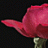 rosy111