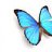 s_butterfly
