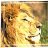 Lion Heart_PraSa
