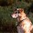 watchdog
