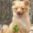 bancha