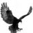 praveenblackeagle