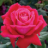 newrose