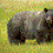 කළු වළහා