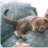 chama88