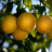 ripe
