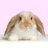 Bunny1970