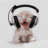 dayan_senevirathna