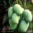 mangofriend