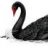 Black Swan