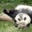 panda_baba