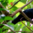 මන්ද කොහා