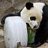 tachi