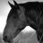 wildhorse