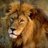 ~||The_Lion||~