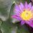 ෆින්ෆා උතුමාණෝ