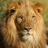 The_Lion